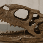 Rajasaurus