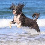 portuguese water dog
