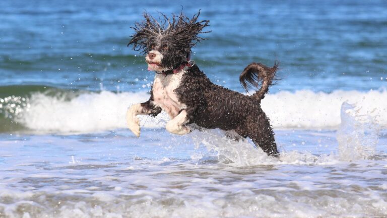 portuguese water dog