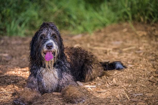 portuguese water dog